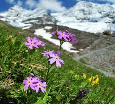 Attēlu rezultāti vaicājumam “Primula farinosa fruit”