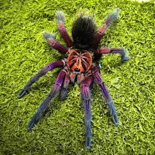 Attēlu rezultāti vaicājumam “Phylloneta cocoon”