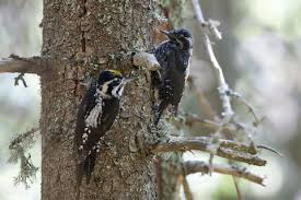 Attēlu rezultāti vaicājumam “Picoides tridactylus”