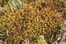 Attēlu rezultāti vaicājumam “| Dicranum”