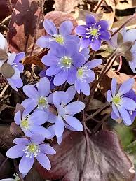 Attēlu rezultāti vaicājumam “Hepatica nobilis fruit”