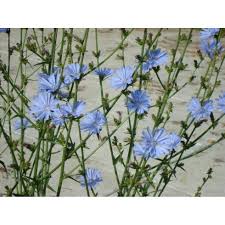Image result for Chicorée