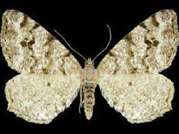 Attēlu rezultāti vaicājumam “Macaria signaria”