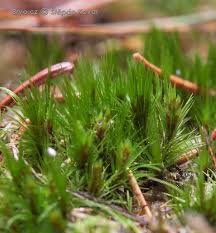 Attēlu rezultāti vaicājumam “Campylopus pyriformis sporophyte”