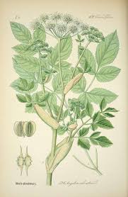 Image result for Angelica silvestris