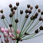 Attēlu rezultāti vaicājumam “Butomus umbellatus fruit”