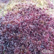 Attēlu rezultāti vaicājumam “Sphagnum capillifolium”