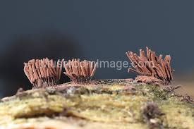 Attēlu rezultāti vaicājumam “Stemonitis axifera var. smithii spores”