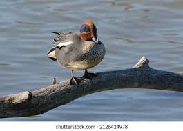 Attēlu rezultāti vaicājumam “Anas crecca male”