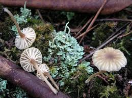 Attēlu rezultāti vaicājumam “Lichenomphalia umbellifera”