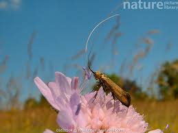 Attēlu rezultāti vaicājumam “Nemophora metallica”