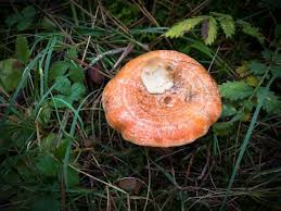 Attēlu rezultāti vaicājumam “Lactarius deliciosus”