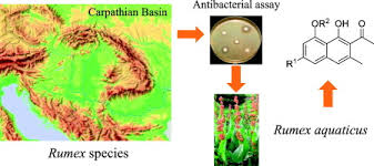 Attēlu rezultāti vaicājumam “Rumex aquaticus fruit”