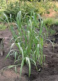 Attēlu rezultāti vaicājumam “Echinochloa crus-galli”