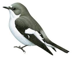 Attēlu rezultāti vaicājumam “Ficedula hypoleuca female”