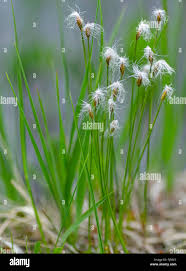 Attēlu rezultāti vaicājumam “Trichophorum cespitosum”