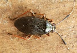 Attēlu rezultāti vaicājumam “Capsus ater”