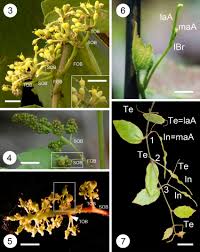 Attēlu rezultāti vaicājumam “Vitaceae”