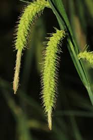 Attēlu rezultāti vaicājumam “Cyperaceae”