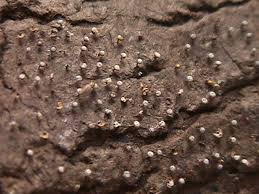 Attēlu rezultāti vaicājumam “Craterium minutum spores”