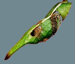 Attēlu rezultāti vaicājumam “Phronia sp. larva”