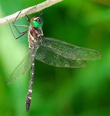 Attēlu rezultāti vaicājumam “Comatricha fragilis macro”