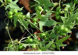 Attēlu rezultāti vaicājumam “Bryonia alba fruit”