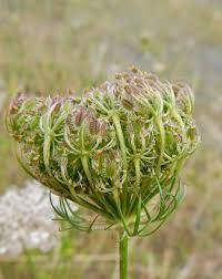 Image result for Daucus carota