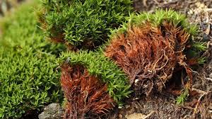 Attēlu rezultāti vaicājumam “Bryoerythrophyllum recurvirostrum”