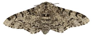 Attēlu rezultāti vaicājumam “Biston betularia”