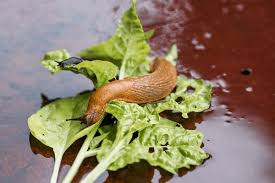 Attēlu rezultāti vaicājumam “Arion lusitanicus”