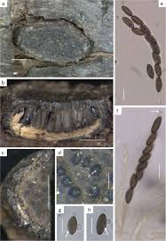 Attēlu rezultāti vaicājumam “Biscogniauxia marginata”