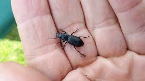 Attēlu rezultāti vaicājumam “Pterostichus niger”