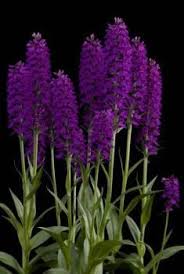 Attēlu rezultāti vaicājumam “Dactylorhiza cruenta leaf”