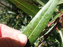 Attēlu rezultāti vaicājumam “Melampsora epitea”