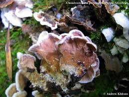 Attēlu rezultāti vaicājumam “Chondrostereum purpureum”