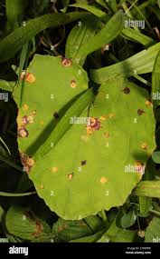 Attēlu rezultāti vaicājumam “Puccinia poarum”