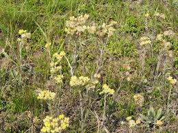 Attēlu rezultāti vaicājumam “Helichrysum arenarium leaf”