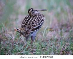 Image result for Gallinago media