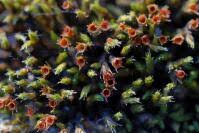 Attēlu rezultāti vaicājumam “Schistidium robustum”