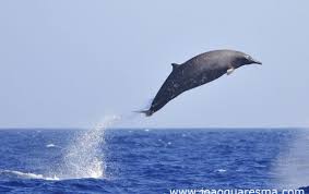 Image result for Mesoplodon bidens