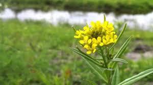 Attēlu rezultāti vaicājumam “Erysimum cheiranthoides fruit”