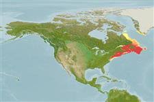 Image result for Zoarces americanus