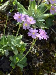 Attēlu rezultāti vaicājumam “Primula farinosa fruit”