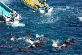 Image result for japan dolphin slaughter