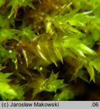 Attēlu rezultāti vaicājumam “Hygrohypnum luridum”