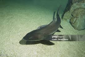 Image result for Triakis megalopterus