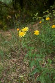 Attēlu rezultāti vaicājumam “Inula salicina leaf”