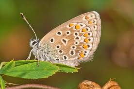 Attēlu rezultāti vaicājumam “Cyaniris semiargus female”