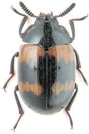 Attēlu rezultāti vaicājumam “Diaperis boleti”